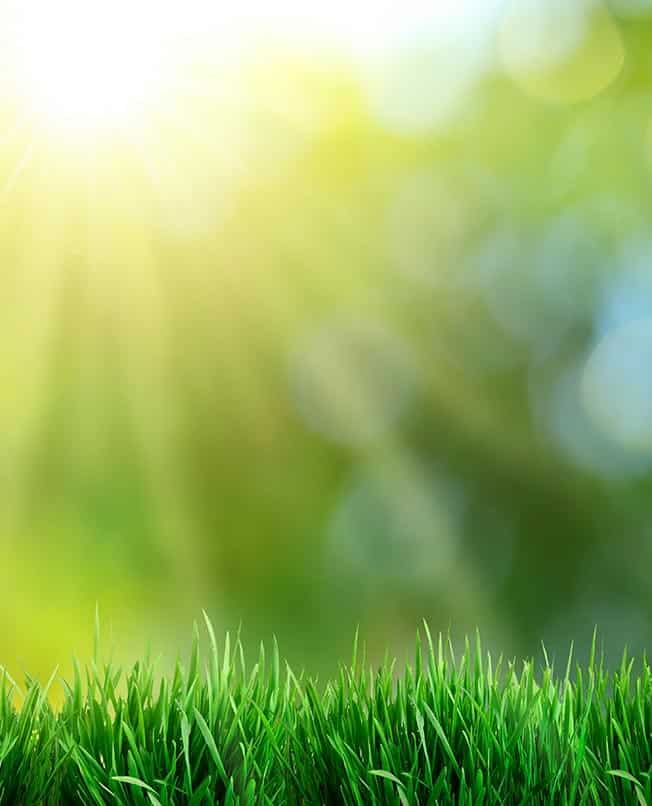 echt gras of kunstgras - gewoongroengras