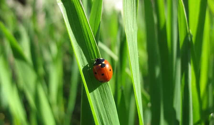 echt gras of kunstgras - gewoon groen gras
