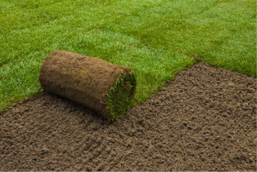 premium graszoden - gewoon groen gras