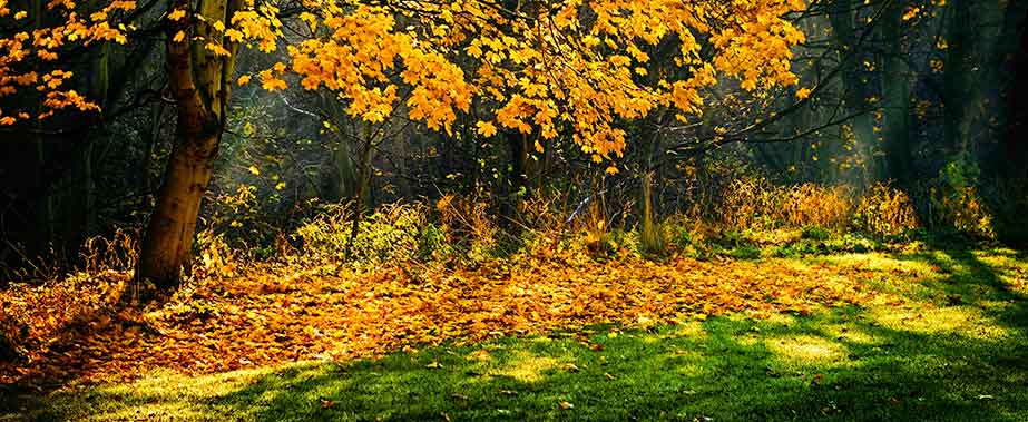 tips voor gazononderhoud in de herfst - gewoon groen gras