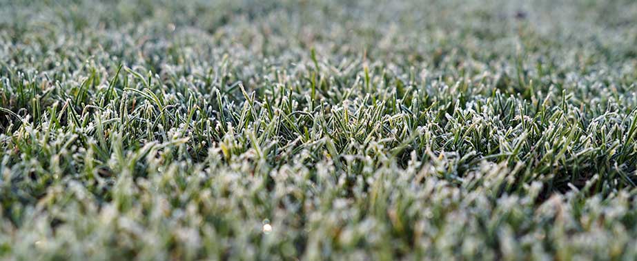 tips voor gazononderhoud in de winter - gewoon groen gras