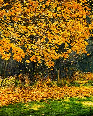 grasonderhoud in het najaar - gewoon groen gras