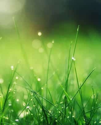 grasonderhoud in het najaar - gewoon groen gras