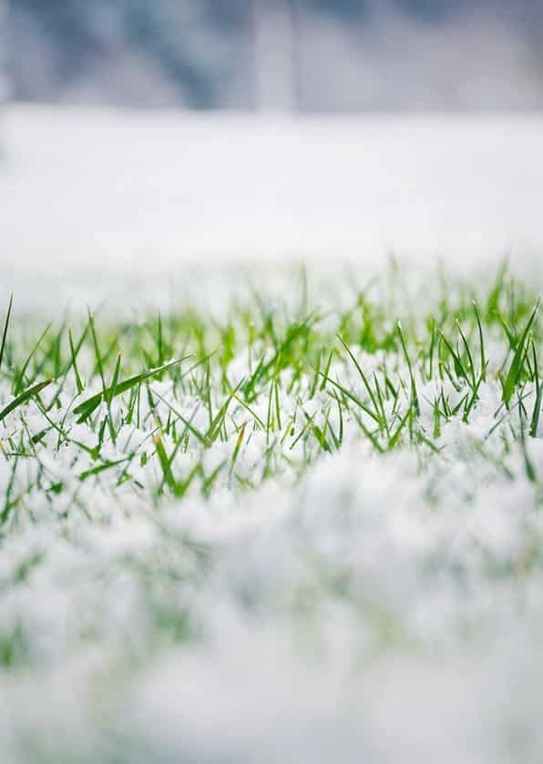 gazononderhoud winter