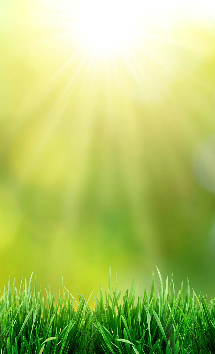 gras onderhoud in het voorjaar - gewoon groen gras