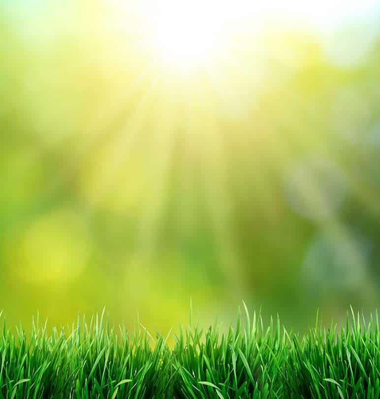 gras bemesten - gewoon groen gras