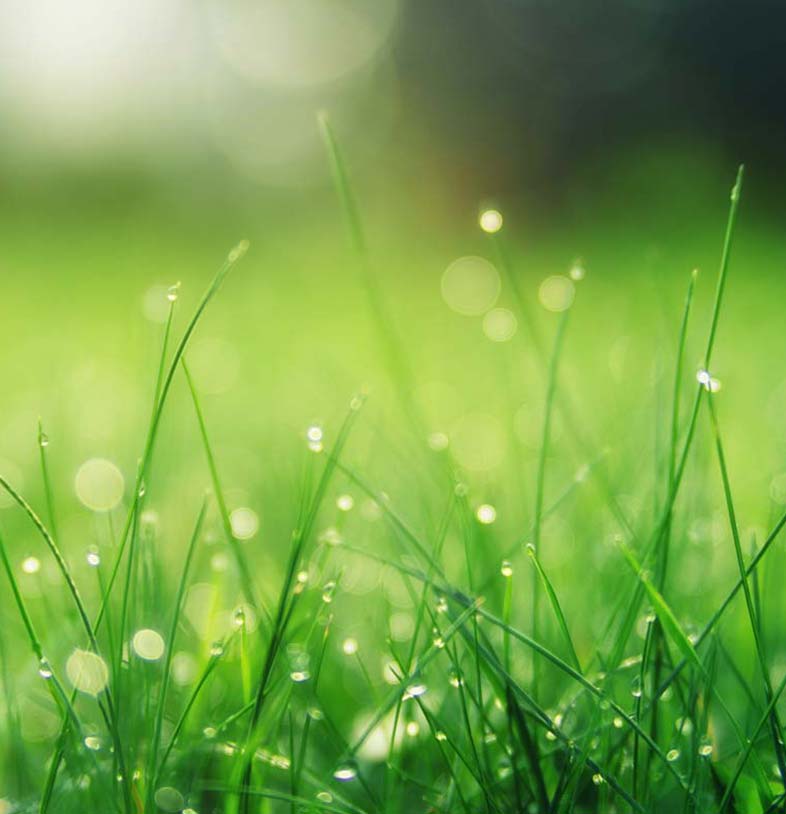 gras onderhoud in de zomer - gewoon groen gras