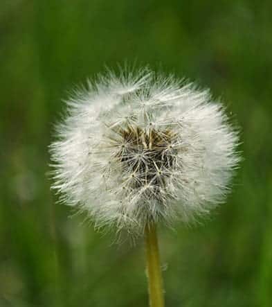 gras onderhoud in de zomer - gewoon groen gras