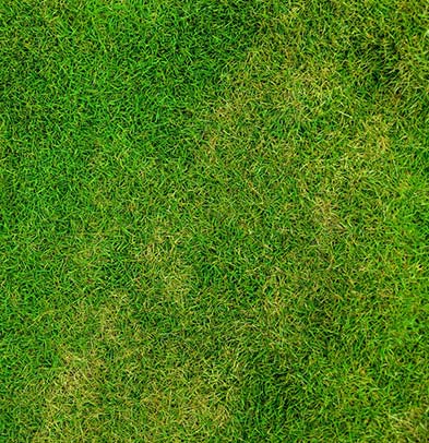 Verwijder onkruid en mos, gazon herstellen na de zomer