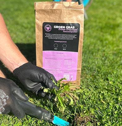 Verwijder onkruid en mos, gazon herstellen na de zomer